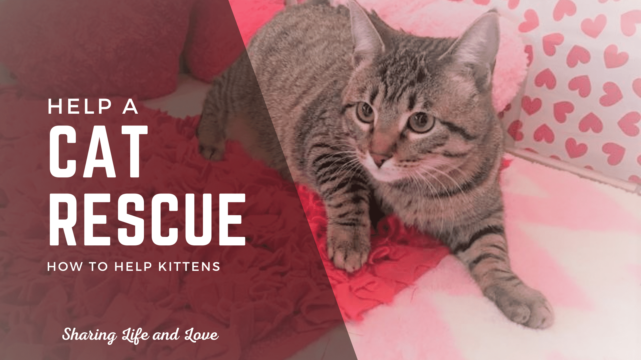 How To Help Cats And Kittens With A Cat Rescue Sharing Life And Love