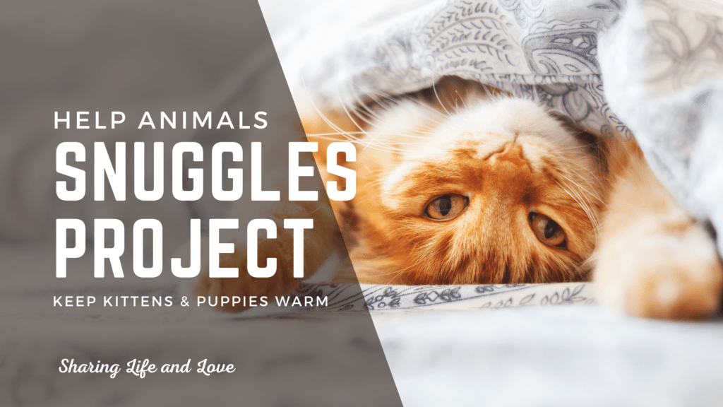 the snuggles project - cute kitten cat upside down
