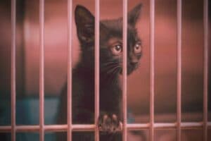 10 Ways To Help Animal Shelters Using Your Unique Talents
