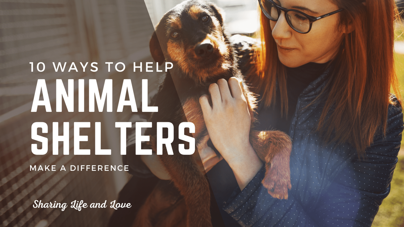 10 Ways To Help Animal Shelters Using Your Unique Talents - Sharing ...