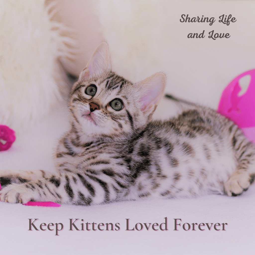 cat rescue - kitten with words keep kittens loved forever