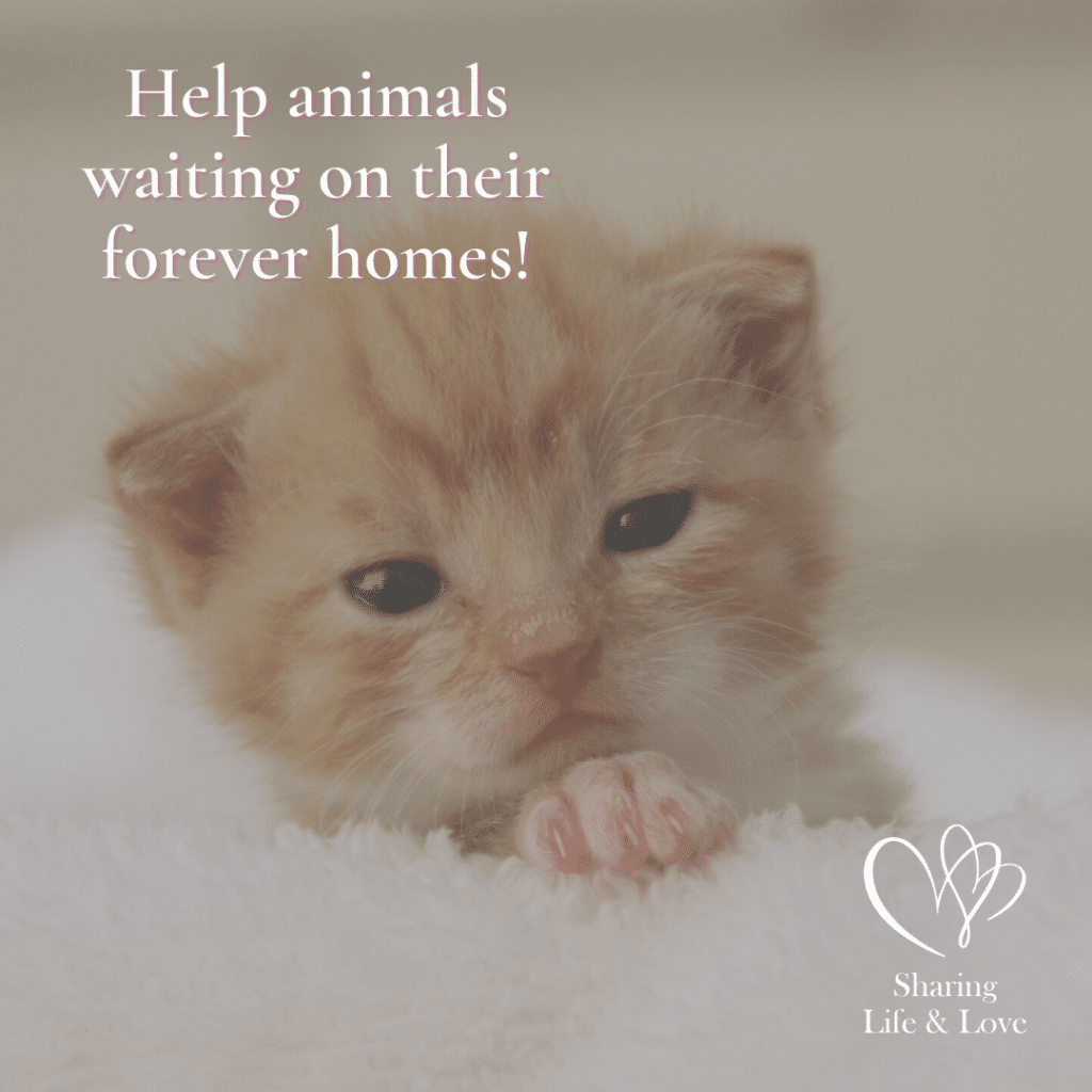 How to Help Animal Shelters with the Snuggles Project